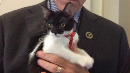 Our Pet of the Week on Thursday, a 3-month-old kitten named Kramer (pictured here), was adopted, but his brother and sister are still available.
