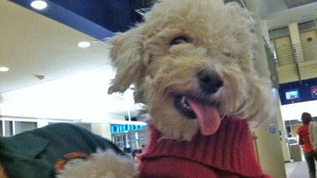 Our Pet of the Week on Tuesday is a 6-year-old female Poodle named Wendy. Please give her a good home!