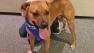 Our Pet of the Week on Thursday is a 1 1/2-year-old male Boxer-mix named Murphy.
