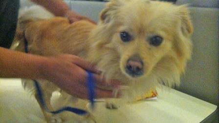 Our Pet of the Week on Tuesday is a 2-year-old male Pomeranian-mix named Niko. Please give him a good home!