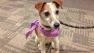 Our Pet of the Week on Thursday is a 14-year-old female Parson Russell Terrier named Ruby.