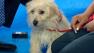  Our Pet of the Week on Tuesday is a 2-year-old male Terrier-mix named Kyle. Please give him a good home!