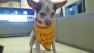 Our Pet of the Week on Tuesday is an 8-month-old male Chihuahua-mix named Opie. Please give him a good home!