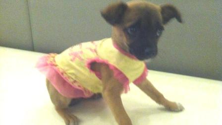 Our Pet of the Week on Tuesday is a 2-month-old female Chihuahua-mix named Candie. Please give her a good home!