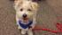 Our Pet of the Week on Thursday is a 1-year-old male terrier-mix named Bartleby.