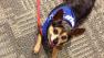 Our Pet of the Week on Thursday is a 6-year-old female Chihuahua-mix named Shirley.