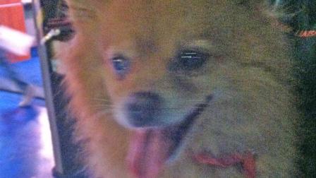 Our Pet of the Week on Tuesday is a 1 1/2-year-old Pomeranian named Marc. Please give him a good home!