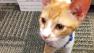 Our Pet of the Week on Thursday is a 3-month-old orange and white tabby named Catfish.