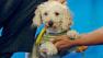 Our Pet of the Week on Tuesday is a 5-year-old poodle-Maltese mix named Samson.