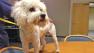 Our Pet of the Week on Tuesday is a 2-year-old poodle mix named Jeff.