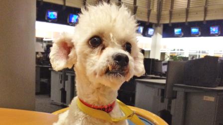 Our Pet of the Week on Tuesday is a 5-year-old Bichon Frise mix named Curtis. Please give him a good home!