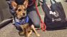 Our Pet of the Week on Thursday a 1-year-old terrier mix named Jewel.