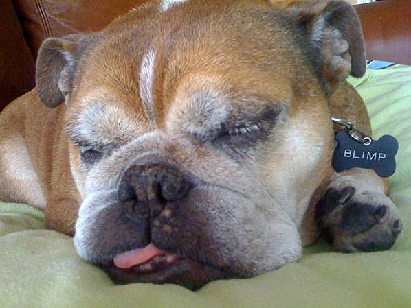 A photo of Blimp, adopted by ABC7 viewer Meggins...