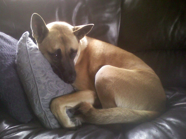 A photo of Rockafeller, adopted by ABC7 viewer...