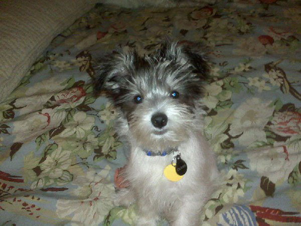 A photo of Oliver, adopted by ABC7 viewer Bonnie...