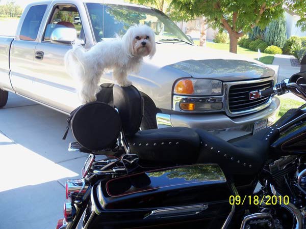 A photo of Tucker, adopted by ABC7 viewer Toni...