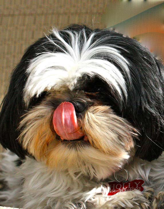 A photo of Holly Go Lightly, a dog adopted by...