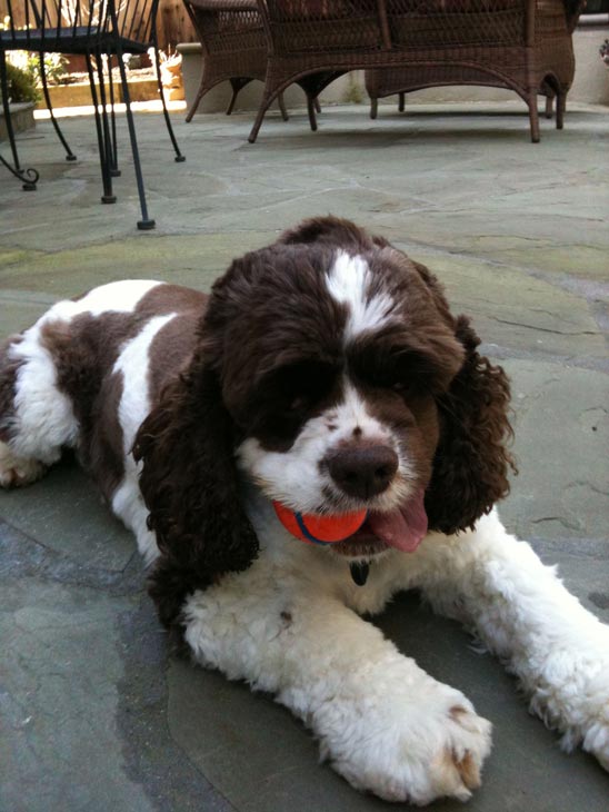 A photo of Maggie, adopted by ABC7 viewer Bill...