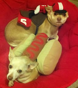 A photo of Octavius and Nemo, adopted by ABC7...