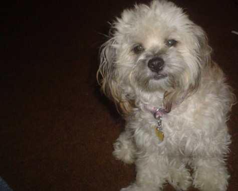 A photo of Precious, adopted by ABC7 viewer...