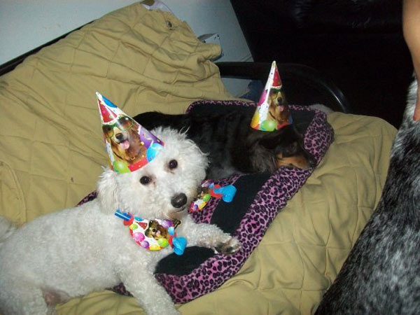 A photo of Reggie, adopted by ABC7 viewer...