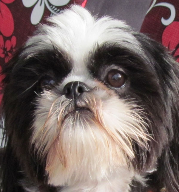 A photo of Snoop Dogg, adopted by ABC7 viewer...