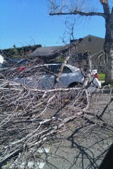An ABC7 viewer sent in this photo of tree...