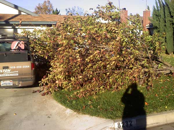 An ABC7 viewer sent in this photo of tree down...