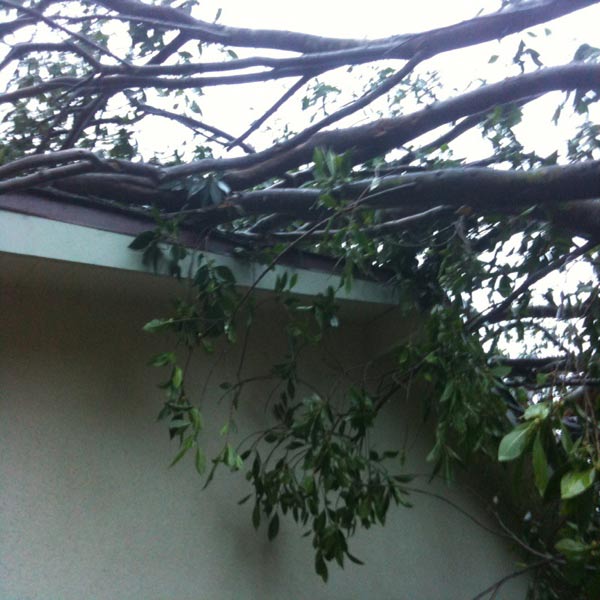The Ventura County Fire Department sent ABC7 these photos of a tree that fell on a house in Ventura on Wednesday Feb. 16, 2011.