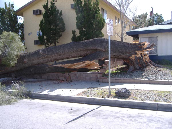 ABC7 viewer Victor Clarke sent in this photo of 150-year-old tree that fell over in Lancaster on Saturday, Feb. 19, 2011.