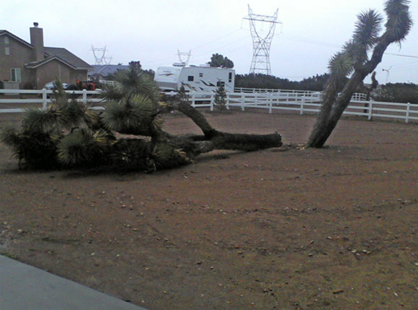 An ABC7 viewer sent in this photo of a downed tree in Oak Hills, Calif. on Monday, March 21, 2011.
