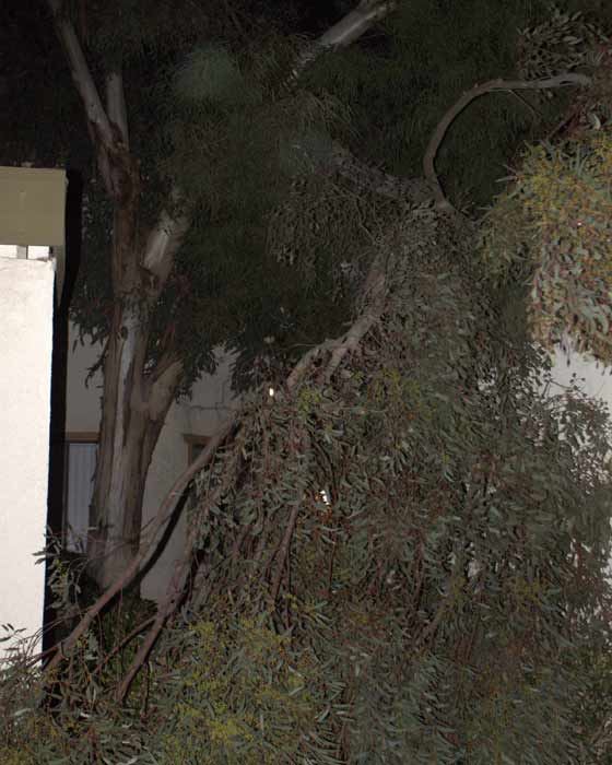 ABC7 viewer Peter Anthony Tevis sent in this photo of fallen trees in San Bernardino, Calif., on Thursday, Dec. 1, 2011.