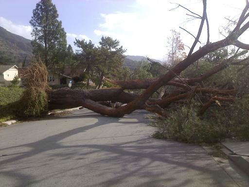 ABC7 viewer Ernie Sanche sent in this photo of a fallen tree on Elkins Street in Arcadia, Calif. on Thursday, Dec. 1, 2011.