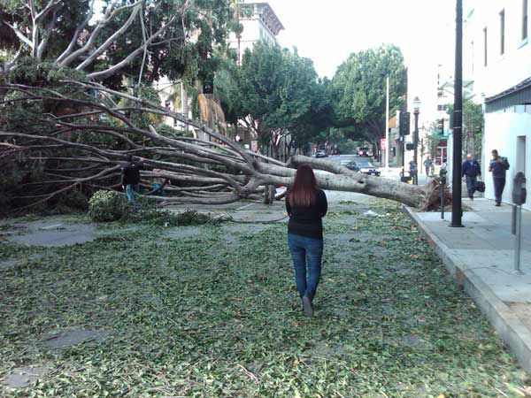An ABC7 viewer sent in this photo of a tree...