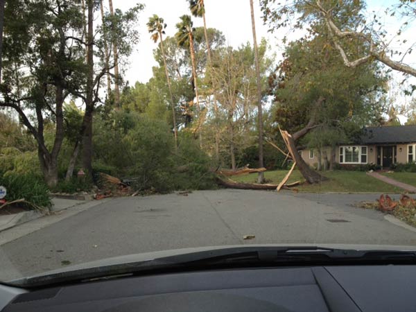 A tree fell on top of a vehicle in Altadena,...
