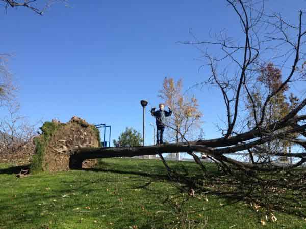 An ABC7 viewer sent in this photo of fallen tree...