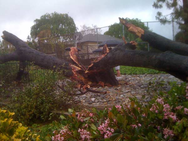 An ABC7 viewer sent in this photo of a tree...