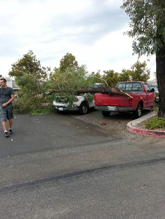 ABC7 viewer Cynthia Brewer sent in this photo of a tree branch that fell on two vehicles in Temecula during a wild summer storm on Thursday, August 30, 2012.