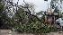 Trees are seen uprooted