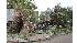 Trees are seen uprooted