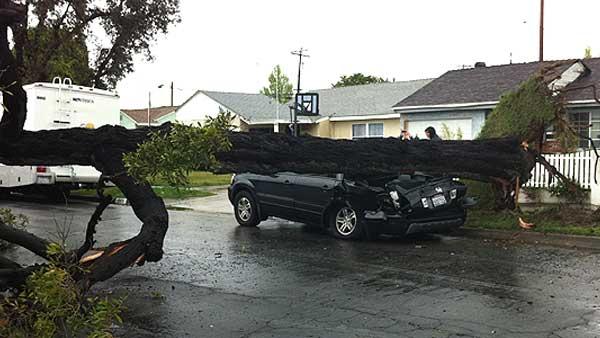 ABC7 viewer David Guzman sent in this photo of a tree that crashed down on a car in Long Beach, Calif., on Saturday March 20, 2011.