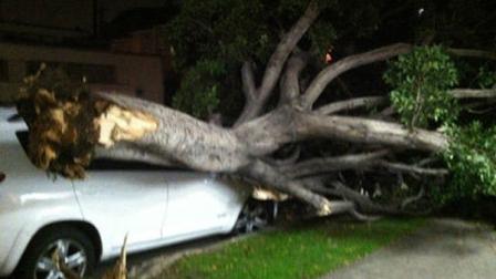 ABC7 viewer Eddie Shamie sent in this photo of a tree on top of a car in Los Angeles, Calif., on Wednesday, Nov. 30, 2011.