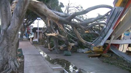 A tree knocked down the canopy at a Shell station in Pasadena on Thursday, Dec. 1, 2011.