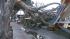 A tree knocked down the canopy at a Shell...