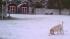 ABC7 viewer Miriam Cordova of Acton sent in this photo of her dog Boomer playing in the snow after a storm passed over Southern California on Wednesday, Feb. 15, 2012.
