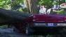 A car was crushed by a tree in Rockville, Md. in this June photo.