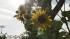 Heat triggers excessive heat warning in SoCal :: The sun shines behind some sunflowers in this undated file photo.