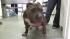 Dog rescued from extreme heat, owner arrested :: This pit bull is lucky to be alive after he was discovered locked in a steel cage in direct sunlight in a Fontana backyard on Wednesday, August 8, 2012. The dogs owner was arrested on animal cruelty charges.