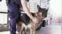 Dog rescued from hot car in Riverside :: A dog had to be rescued from inside a hot car in Riverside, as temperatures spiked into the triple digits Tuesday, Oct. 2, 2012.