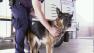 A dog had to be rescued from inside a hot car in Riverside, as temperatures spiked into the triple digits Tuesday, Oct. 2, 2012.